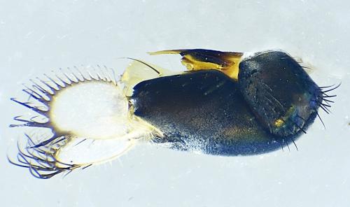 Dolichopus griseipennis